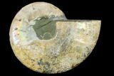 Agatized Ammonite Fossil (Half) - Madagascar #114913-1